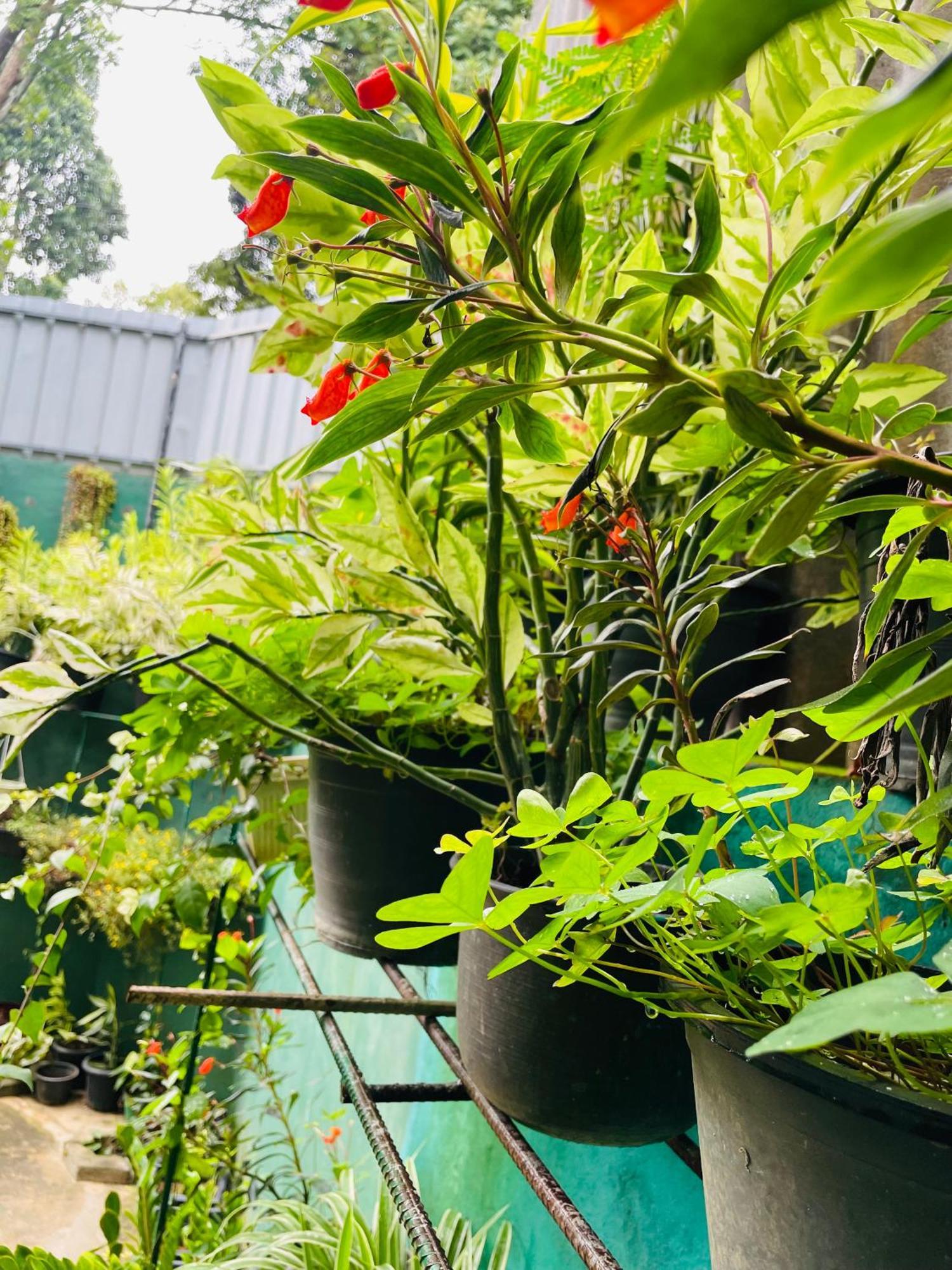 Little Paradise Homestay Ела Екстериор снимка