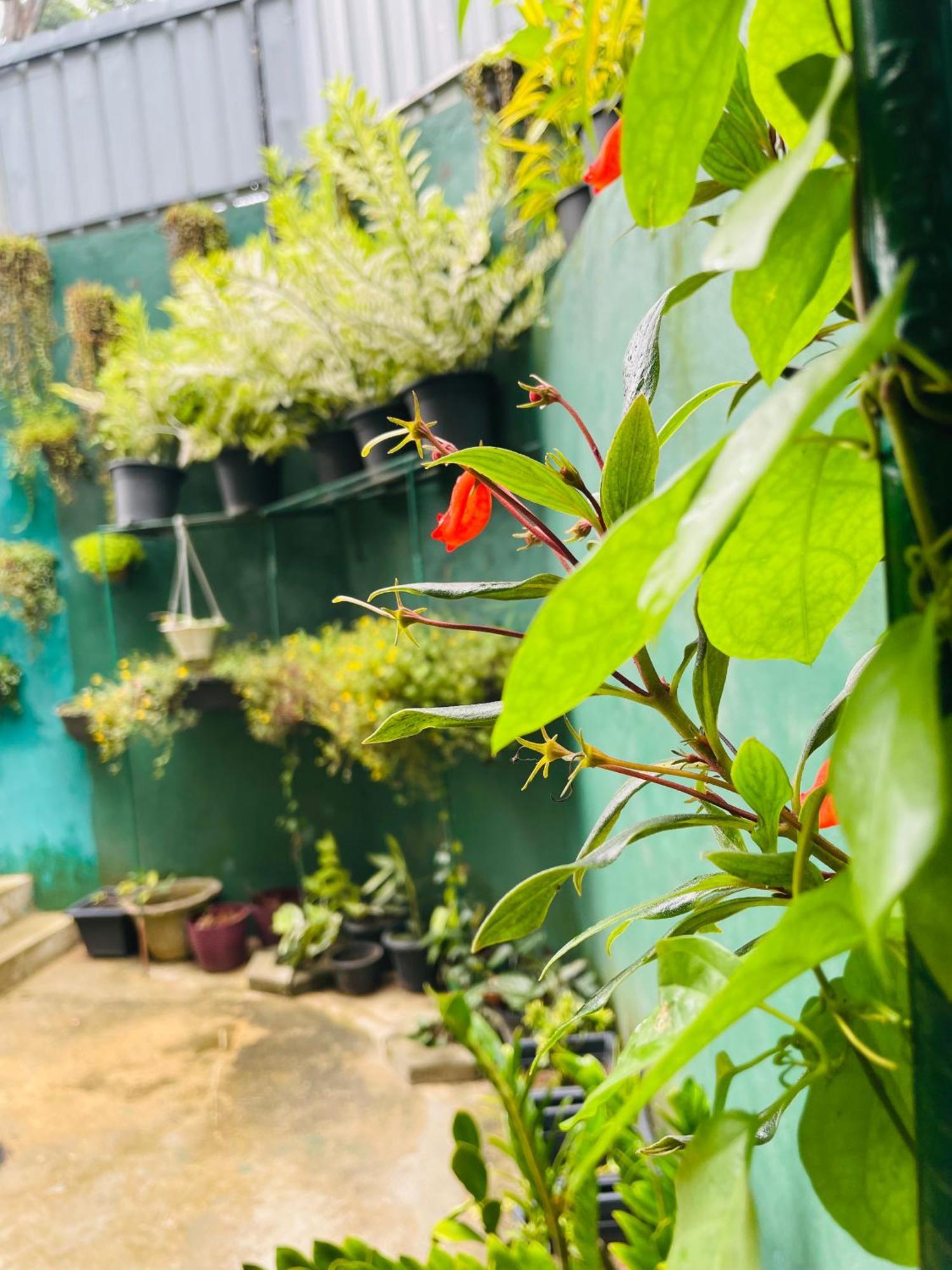 Little Paradise Homestay Ела Екстериор снимка